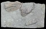 Multiple Dizygocrinus Crinoid Fossil - Warsaw Formation, Illinois #45566-1